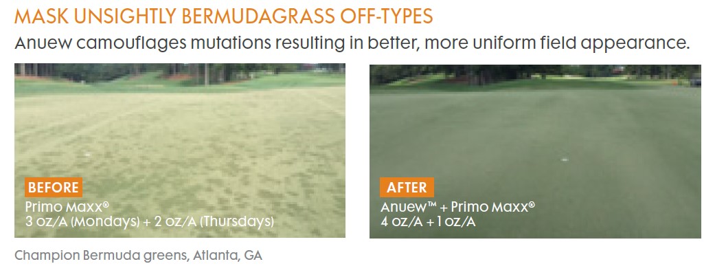 MASK UNSIGHTLY BERMUDAGRASS OFF-TYPES